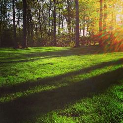 Trees on grassy field