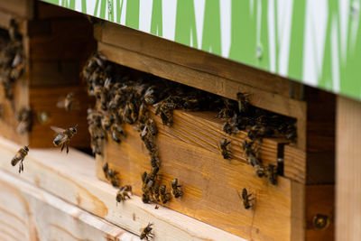 High angle view of bee on wood