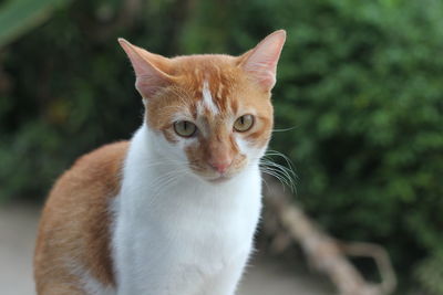 Close-up portrait of cat