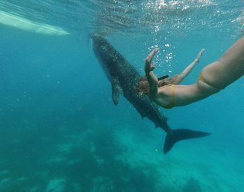 Woman swimming with the whale shark