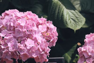 Close-up of pink flowers blooming outdoors