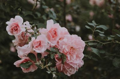 Close-up of pink roses