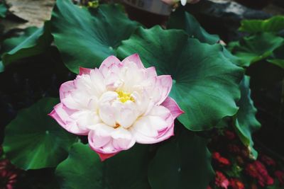 Close-up of pink rose