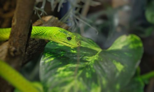 Close-up of green mamba