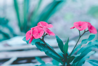 Close-up of pink flowering plant