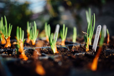 Close-up of plants growing on field