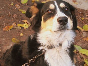 Close-up portrait of dog sitting outdoors