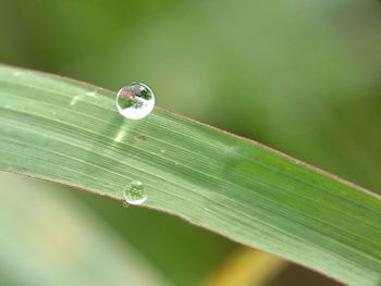 Close-up of water drops on leaf