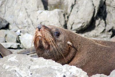 Close-up of sea lion