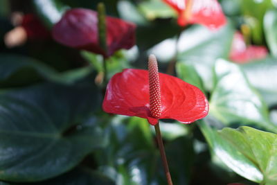 Close-up of red rose flower