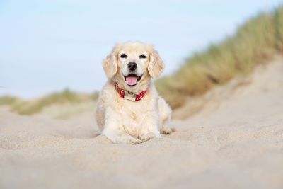 Portrait of a dog on beach