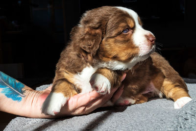 Close-up of a dog