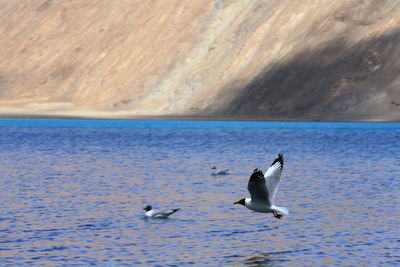 Bird over himalayan salt lake pangong tso