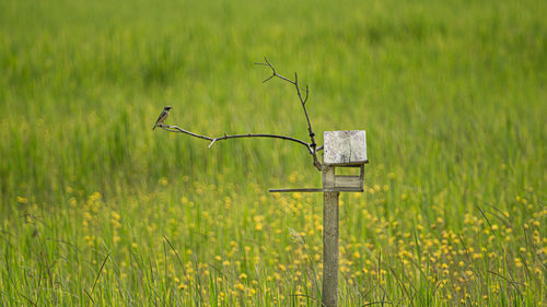 Bird on a field