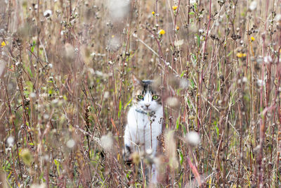 Cat sitting amidst plants on field