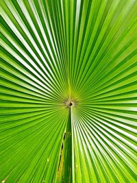 Full frame shot of palm leaf