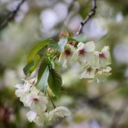 Close-up of cherry blossoms on tree