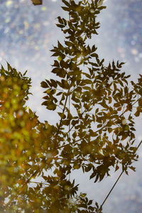 Low angle view of tree against sky