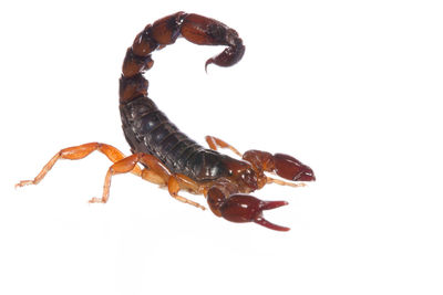 Close-up of insect on white background