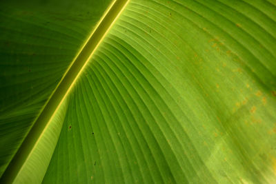 Full frame shot of green leaf