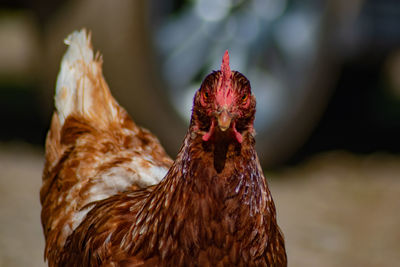 Close-up of rooster