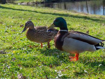 Mallard duck on field