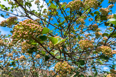 Low angle view of tree against sky