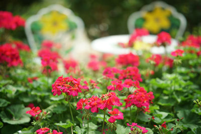 Close-up of pink flowering plants