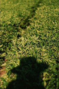 High angle view of plants growing on field