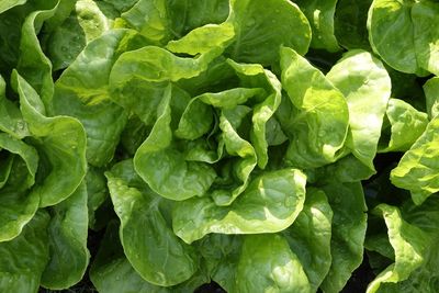Lettuce grows in the field and is ready for harvesting kopfsalat