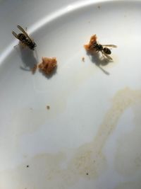 Close-up of bee on plate