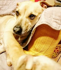 Close-up portrait of dog relaxing