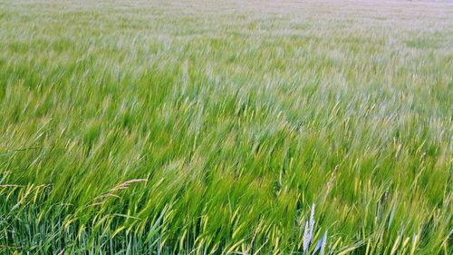 Close-up of wheat field