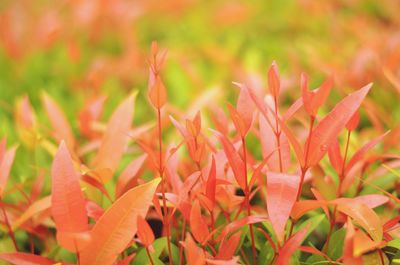 Close-up of red flowering plant