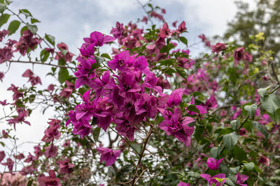 Close-up of pink flowering plants