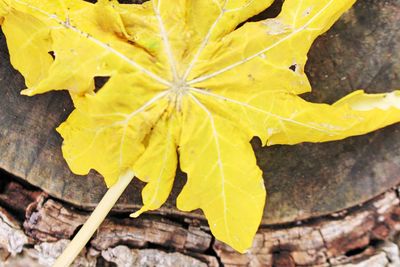 Close-up of yellow leaf