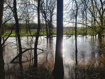 Scenic view of lake in forest