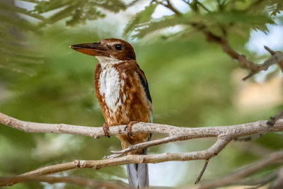 Close-up of bird perching on branch