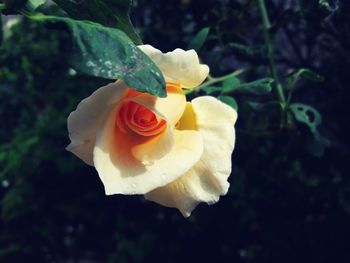 Macro shot of rose