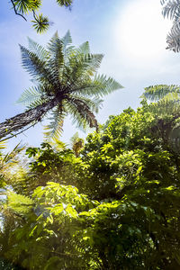 Low angle view of trees against sky