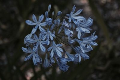 Close-up of flowers blooming outdoors