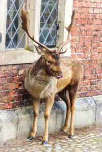 Deer standing against brick wall