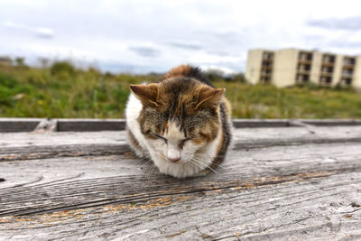 Cat looking away