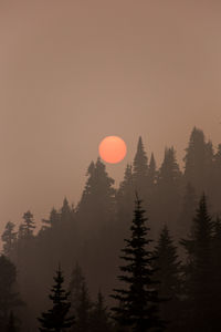Silhouette trees against sky during sunset