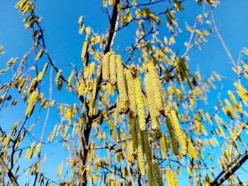 Low angle view of tree against blue sky