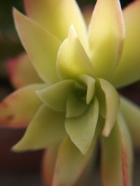 Close-up of yellow flowering plant