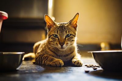 Close-up portrait of a cat