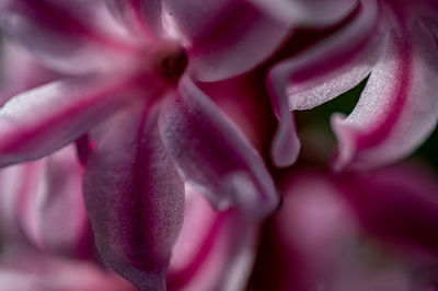 Close-up of pink rose flower