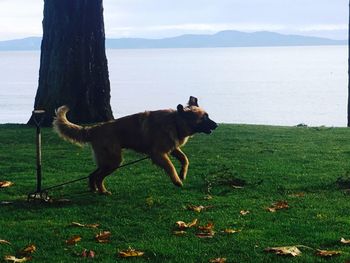 Dog by sea against sky
