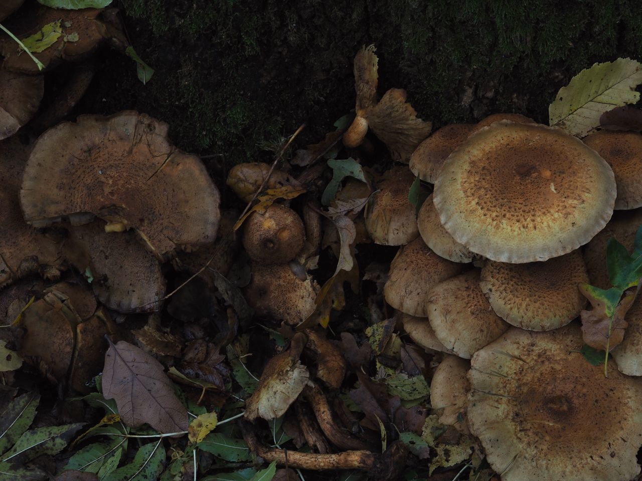 CLOSE-UP OF MUSHROOMS GROWING ON FIELD